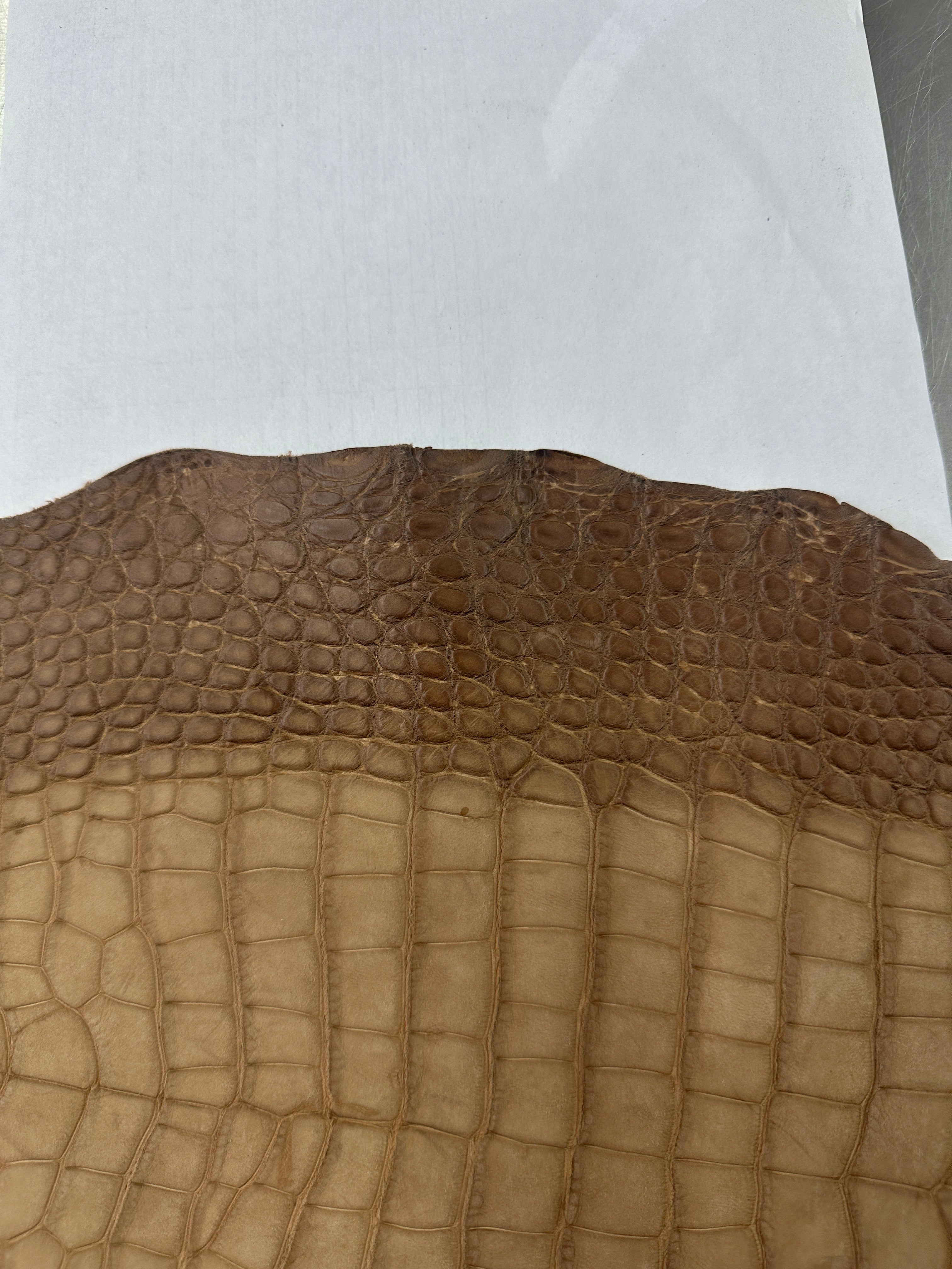 Degrade Taupe Nubuck Alligator 28 cm Grade 3