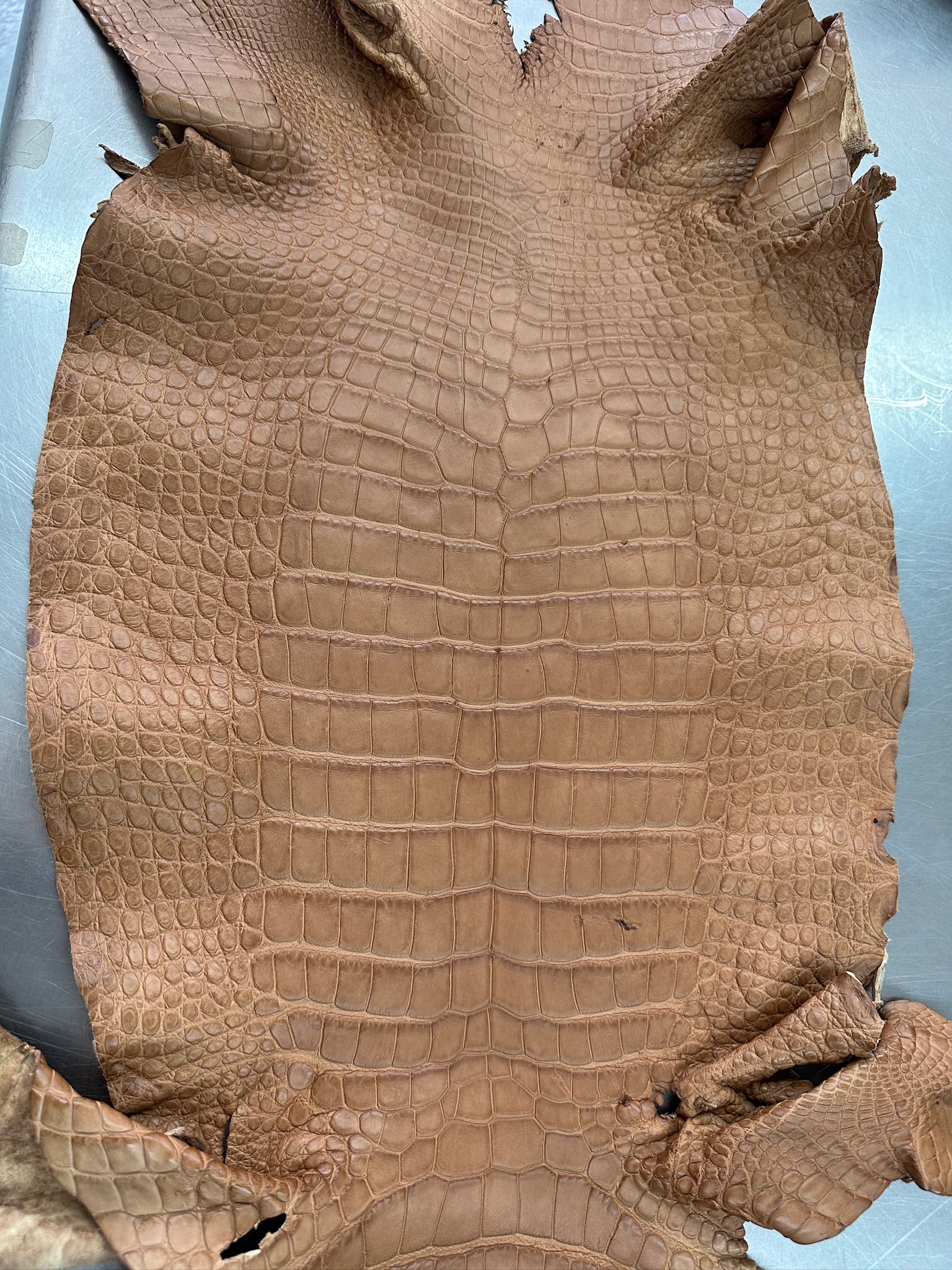 Matte Beige Alligator 34 cm Grade 5