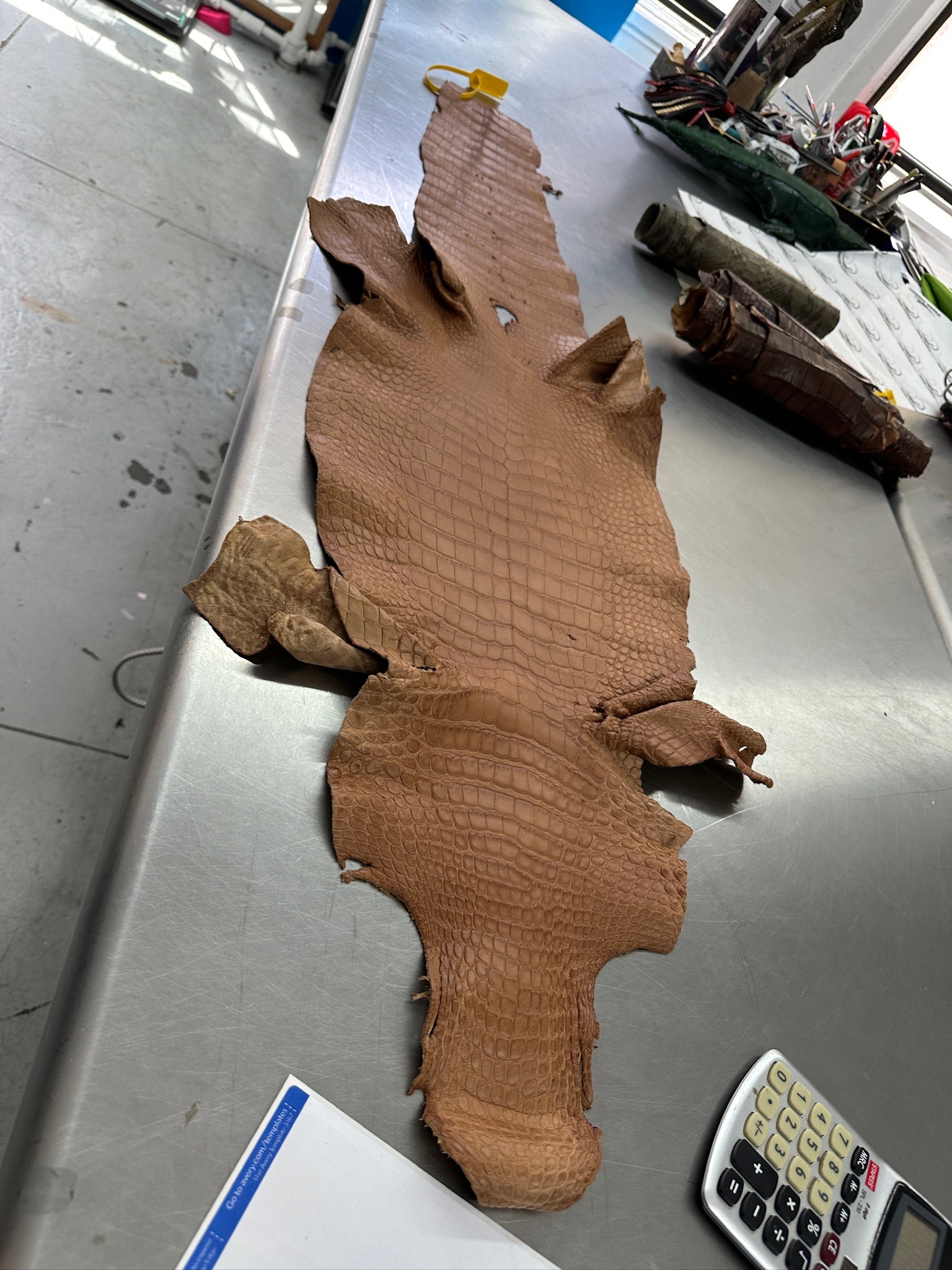 Matte Beige Alligator 34 cm Grade 5