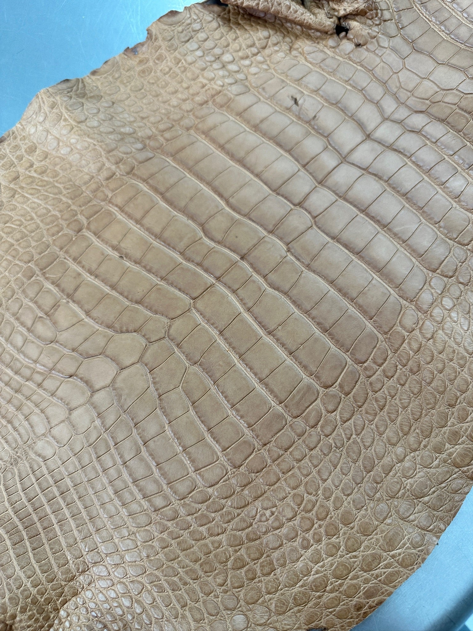 Matte Beige Alligator 34 cm Grade 5