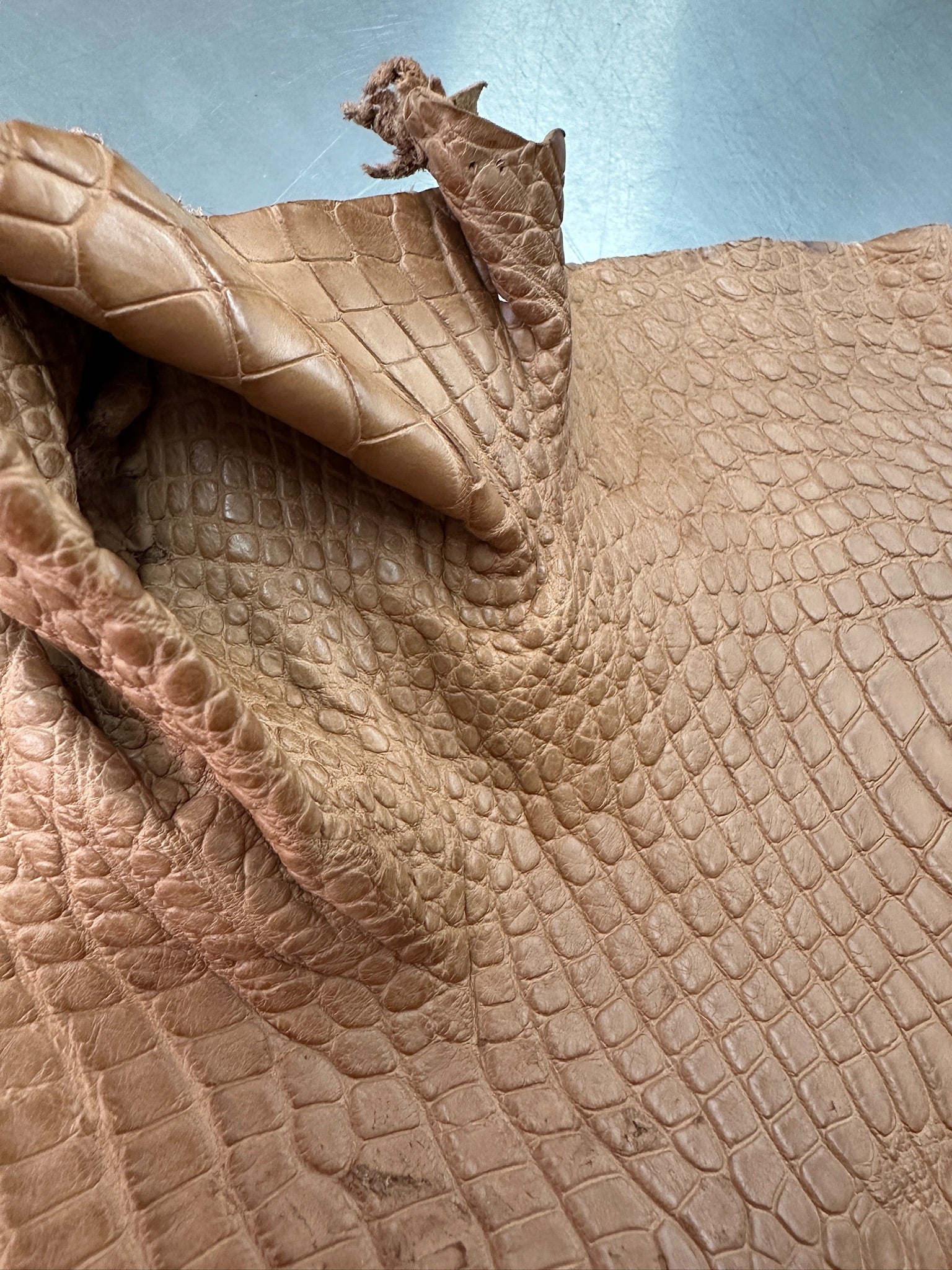 Matte Beige Alligator 34 cm Grade 5