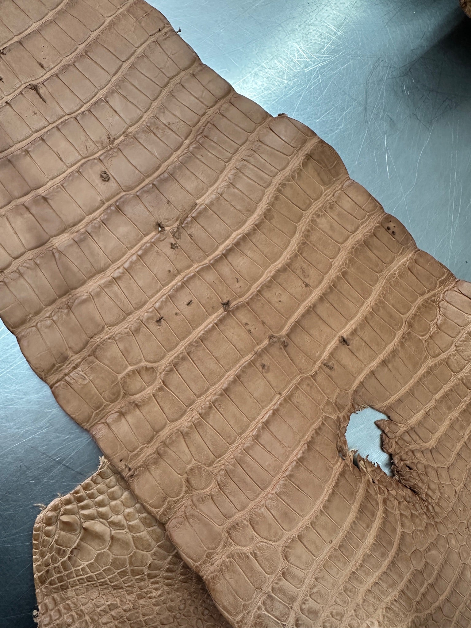 Matte Beige Alligator 34 cm Grade 5