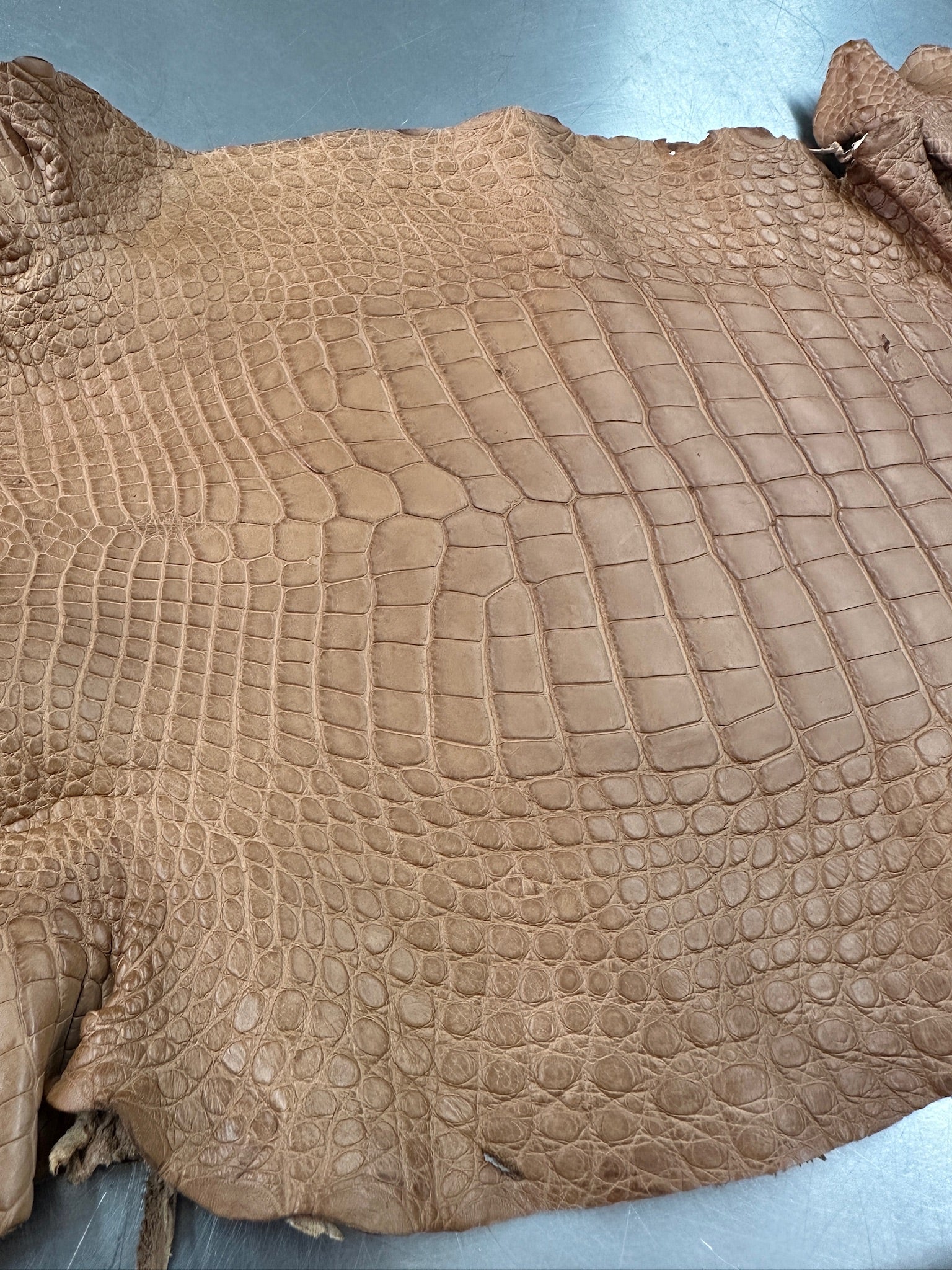 Matte Beige Alligator 34 cm Grade 5