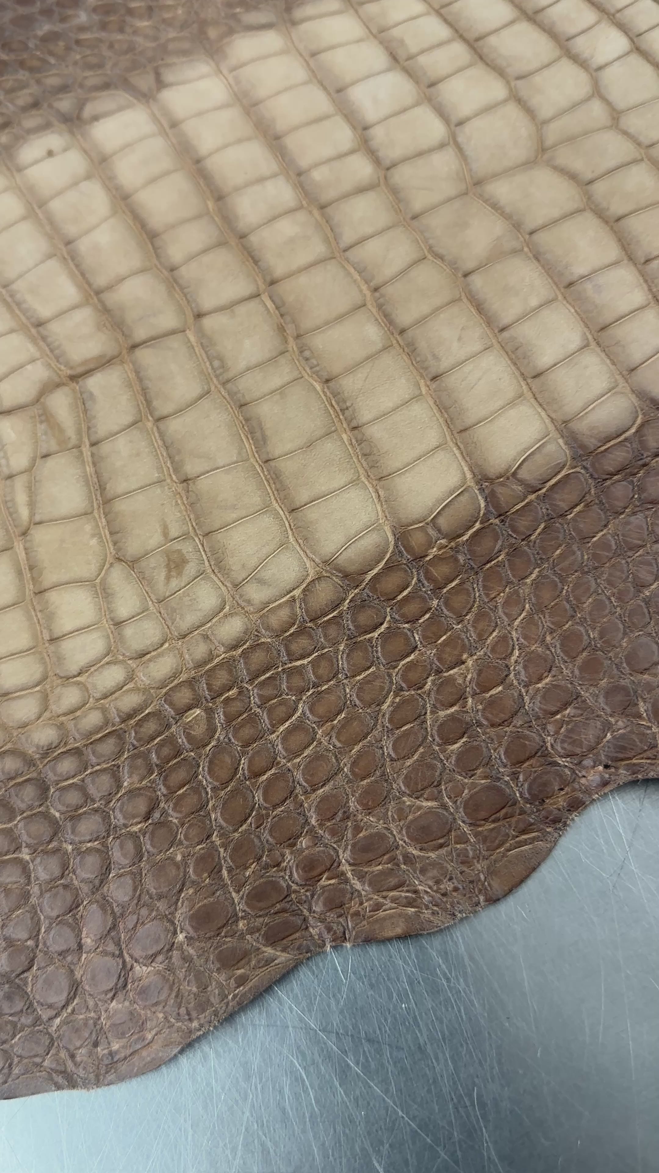 Degrade Taupe Nubuck Alligator 28 cm Grade 3