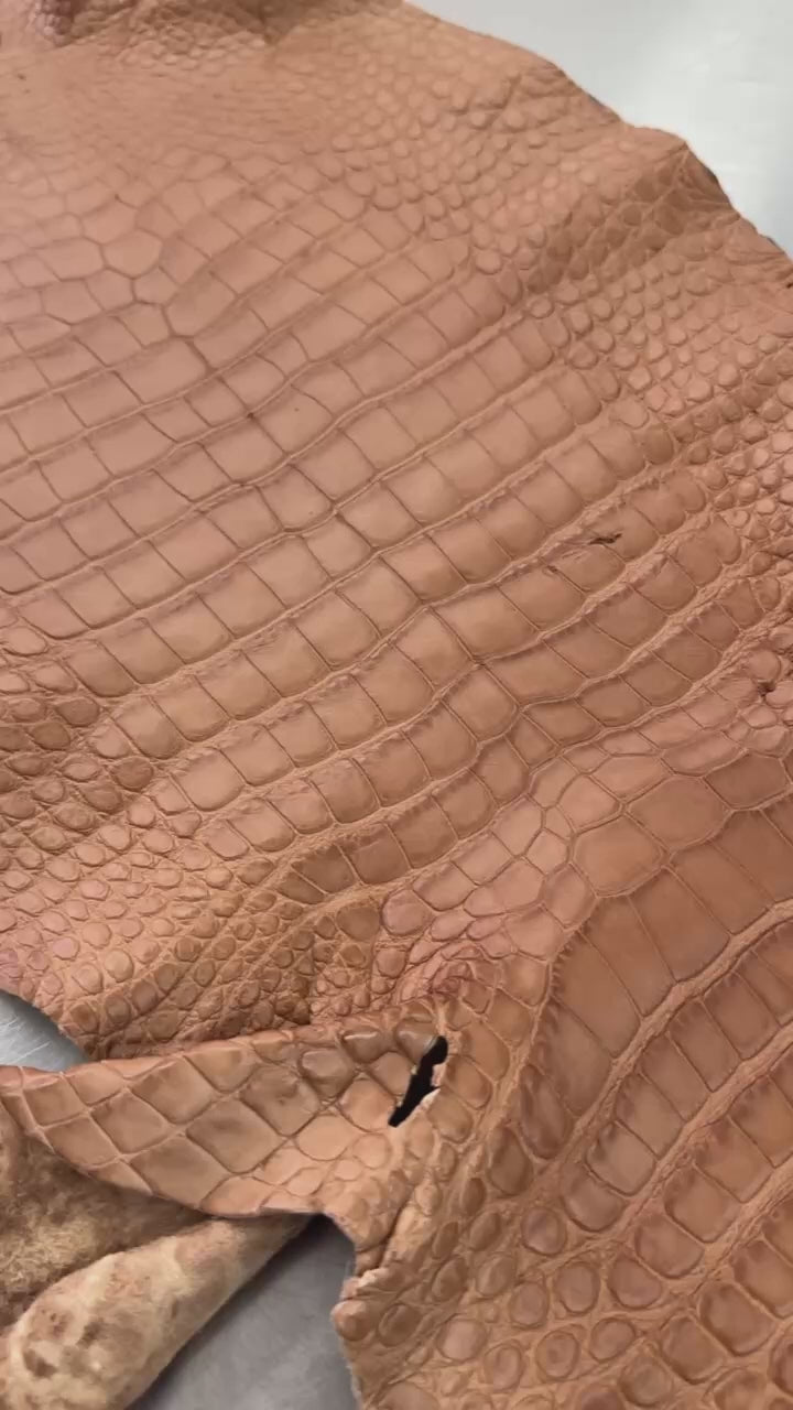 Matte Beige Alligator 34 cm Grade 5