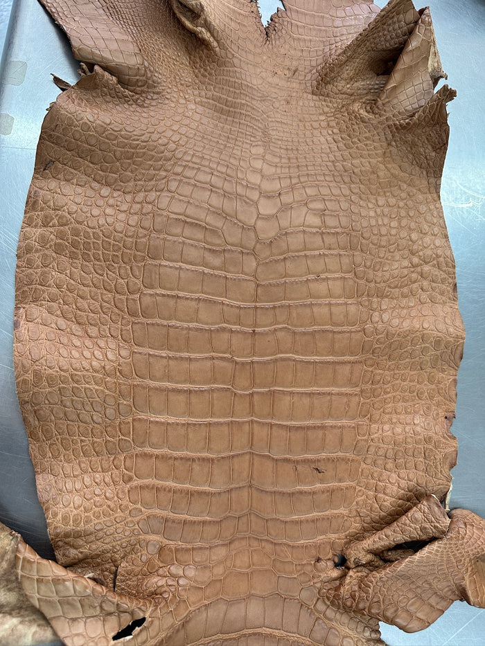 Matte Beige Alligator 34 cm Grade 5